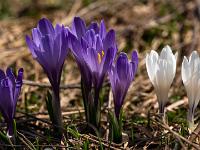 Weiße Krokusse neben violetter Krokusgruppe